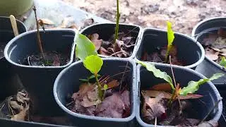 How I Propagated Bay Laurel By Cuttings