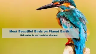 Most beautiful birds on planet earth - Most beautiful birds on planet earth