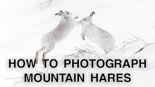 How to Photograph Mountain Hares | Wildlife Photography Tips