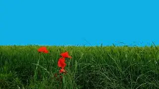 Grass screen green screen background video no copyright