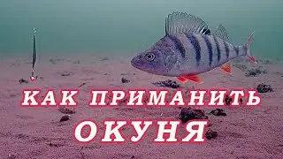 Как ПРИМАНИТЬ ОКУНЯ! Безотказная Приманка РАБОТАЕТ ВСЕГДА и У ВСЕХ!