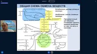 Михаил Никитин. Лекция 8. Эволюция обмена веществ