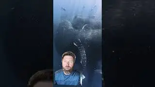 One of The Best Underwater Scenes You'll Ever See