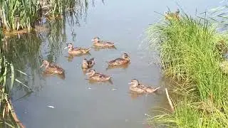 19.06.23 Анонс .Стримовое видео Велопоеэдка Остафьево и пруд ПХ