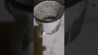 Как виростить лимон из косточки В домашних условиях 🍋