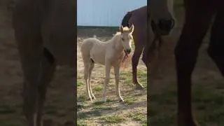 Our TINY Foal Is Growing FAST! #shorts #foal #babyhorse #adorable #equine #love