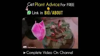 Why Dead Heading Cyclamen Plant Is Important?