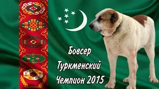 Туркменский Чемпион / Алабай Бовсер / Turkmen Champion