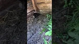 Нашли утёнка #дача #cute #животные