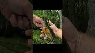 Pretty Bluegill