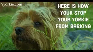 How to Stop a Yorkie From Barking (Surprising Solution)