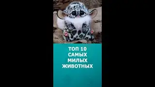 Топ 10 самых милых животных мира 