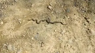 Водяной уж (Natrix tessellata) ползет через дорогу