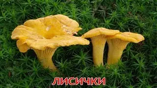 Учим названия грибов.