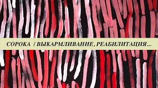 Птенцы сорок.  Выкармливание сорочат, выпуск в природу, признаки болезней, методы реабилитации.