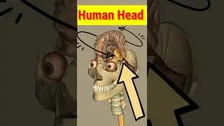 3D Structure of human head #shortvideo #3d #shorts #humananatomy