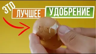 Яичная скорлупа  - лучшее удобрение ☘