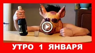 После Новогодней Ночи.  Шуточный позитивчик.  Утро 1 января