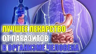 КАКИХ ПРОДУКТОВ БОЯТСЯ ЛЯМБЛИИ 💯 КАК БЫСТРО ДЕЙСТВУЕТ ВЕРМОКС НА ГЛИСТОВ ❕