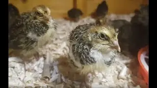 Baby quails - Перепелки - שלווים