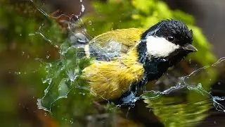 Dust In The Wind - BIRD BATH