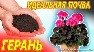 Идеальная почва для герани: советы, которые работают | flowersecrets