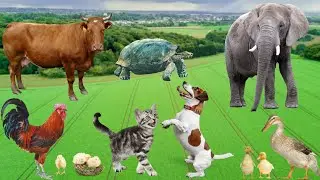 Cute little animals - Dog, cat, chicken, elephant, cow, tortoise - Animal sounds