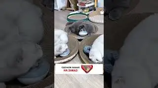 кото массажный салон))