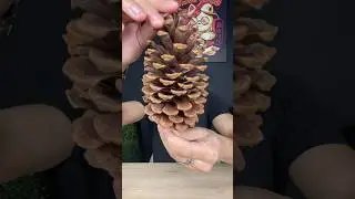 Pinecone Experiment