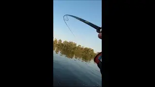 Zander fishing. Мощная поклевка судака на джиг. Intech Slim Shad .