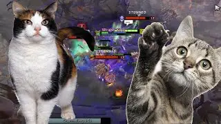 ЭТО ТРЕК ПРО КОТА ПХАХАХАХ | ПОНЯ | ТОП ЭНИГМА | 