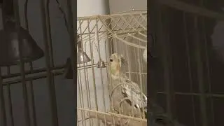 самый лучший БУДИЛЬНИК, которому, иногда, хочется свернуть шею...