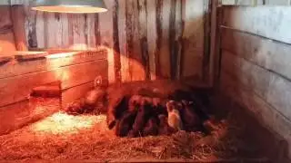 Вьетнамские вислобрюхие поросята / Vietnamese pig