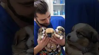 Bebiş Yavru Köpekler! 😍 ( Adorable Puppies! 😍 )