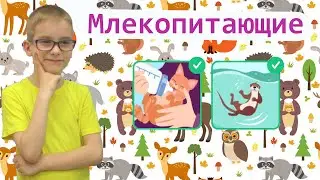 Кто такие звери и чем они питаются. Окружающий мир 1 класс на учи ру