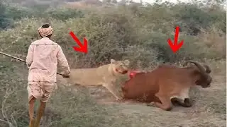 Farmer saves his cow from a lion!!! 