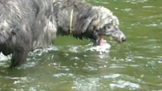 Irish Wolfhound-Tropické odpoledne sourozenců Stadlewood v Paskově 8/2009