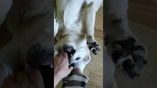 Мой любимый пес. Моя сладенькая Булочка 💕