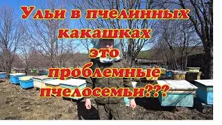 ИСПРАЖНЕНИЯ ПЧЁЛ НА УЛЬЯХ РАННЕЙ ВЕСНОЙ, ЭТО ПРОБЛЕМА ПЧЕЛОСЕМЕЙ? ОТВЕТ НА КОММЕНТАРИЙ.