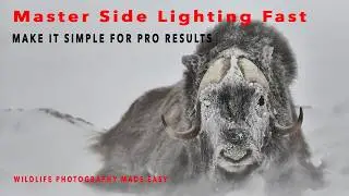 Become a master at Wildlife Photography Lighting!