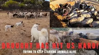 Animals are dying 🐑 Sheep abandoning their lambs & were struggling! 😰