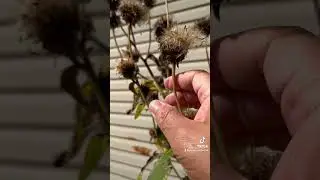 Herbalism minute: Seed Saving, special guest Elecampane. #seedsaving #earthseeddetroit