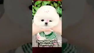 Super Duper Cute Pomeranians! #shorts #adorable #amazing #cute #viral  #pomeranian #pomeraniandogs