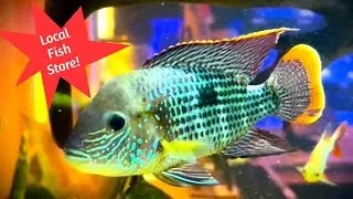 This *KNOXVILLE* Fish Store is ROCKIN' IT! [Aquatic Marine * Full Walkthrough*]