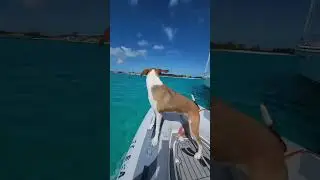 Coconut hunting with our Boat Dogs #shorts #sailing ⛵🐕