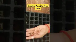 Growing Aprajita From seeds #aprajita #flowers #grading #shorts