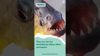 Piranha | How Dangerous They Are? | Interesting Unknown Fact |  #science #biology #facts #shorts