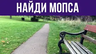 СУПЕР ТЕСТ на ВНИМАТЕЛЬНОСТЬ - НАЙДИ ЖИВОТНЫХ на фото! 🐈 БУДЬ В КУРСЕ TV