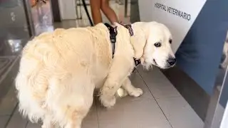 Poor Golden Retriever Suddenly Realizes She is at the Vet!