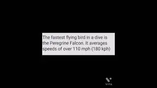 The fastest flying bird in a dive is the Peregrine Falcon